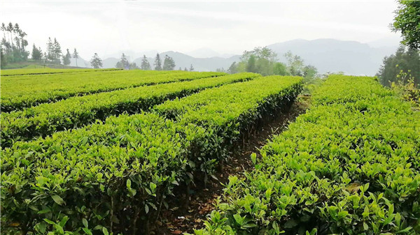 涇陽(yáng)茯磚茶