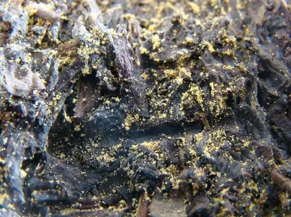 涇陽茯茶